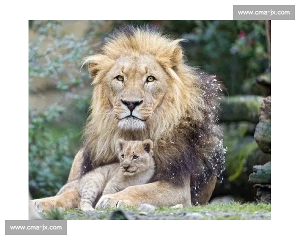 美洲狮与雪豹巅峰对决力量速度生存智慧的野性王者之争终极较量